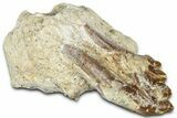 Fossil Primitive Whale (Basilosaurid) Molar in Rock - Morocco #331097-1